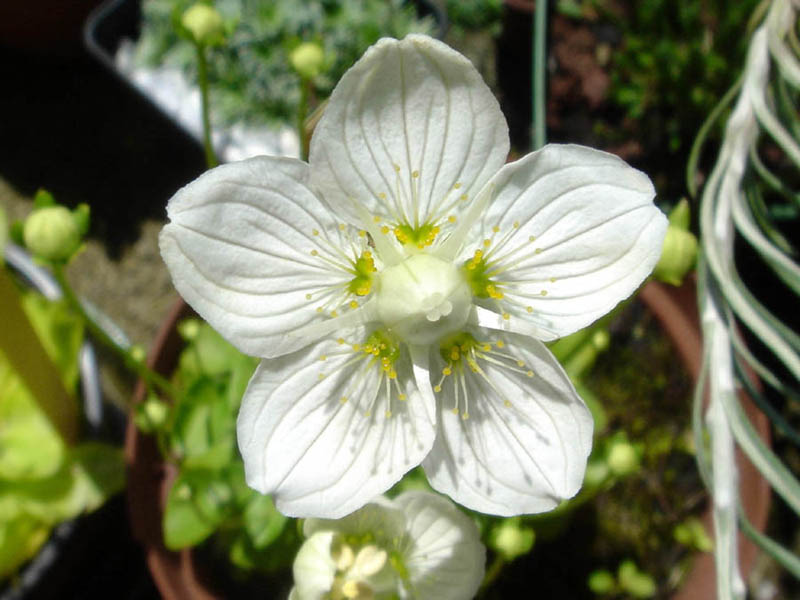 Parnassia palustris photo